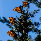 Monarchs1-2