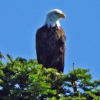 Eagle2